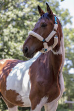 NORTON "Full synthetic sheepskin" halter - Image 18