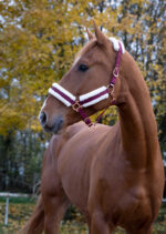 Halfter NORTON - Confort - Image 9