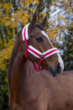 Halfter NORTON - Confort - Image 11