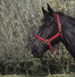 RIDING WORLD Halfter - Image 3