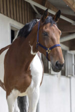 RIDING WORLD Halfter - Image 4