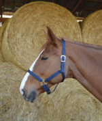 RIDING WORLD Halfter - Image 5