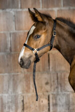 Foal halter + rope NORTON