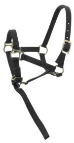 Foal halter + rope NORTON - Image 2