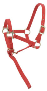 Foal halter + rope NORTON - Image 4