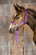 Foal halter + rope NORTON - Image 18