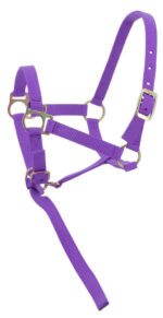 Foal halter + rope NORTON - Image 19