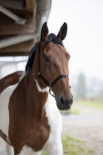 Nylon halter NORTON - Double strength