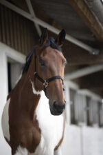 Nylon halter NORTON - Double strength - Image 2