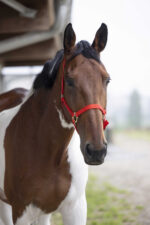 Nylon halter NORTON - Double strength - Image 4