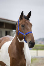 Nylon halter NORTON - Double strength - Image 7