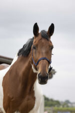 Nylon halter NORTON - Double strength - Image 13