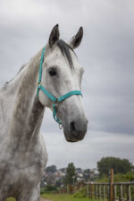 Nylon halter NORTON - Double strength - Image 15