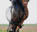 EQUITHÈME halter + anti-fly mask protection against UV rays - Image 4