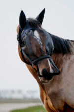 EQUITHÈME halter + anti-fly mask protection against UV rays - Image 6