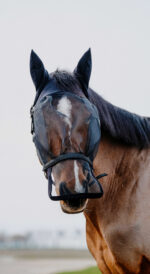 EQUITHÈME halter + anti-fly mask protection against UV rays - Image 7