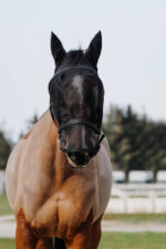 EQUITHÈME halter + anti-fly mask