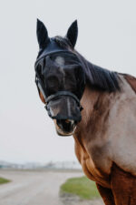 EQUITHÈME halter + anti-fly mask - Image 11