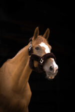 EQUITHÈME “Teddy” halter - Image 13