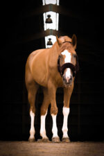 EQUITHÈME “Teddy” halter - Image 14