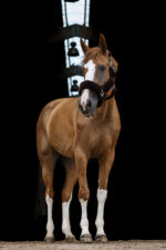 EQUITHÈME “Teddy” halter - Image 15