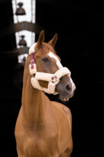 EQUITHÈME “Teddy” halter - Image 17