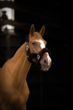 EQUITHÈME “Teddy” halter - Image 19