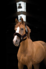 EQUITHÈME “Teddy” halter - Image 20