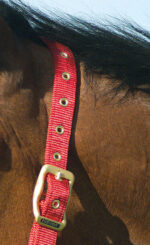 EQUITHÈME Halter - Nylon - Image 4