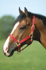 EQUITHÈME Halter - Nylon - Image 6