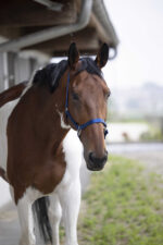 EQUITHÈME Halter - Nylon - Image 11