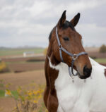EQUITHÈME Halter - Nylon - Image 15