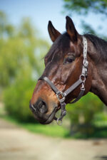 EQUITHÈME Halter - Nylon - Image 16