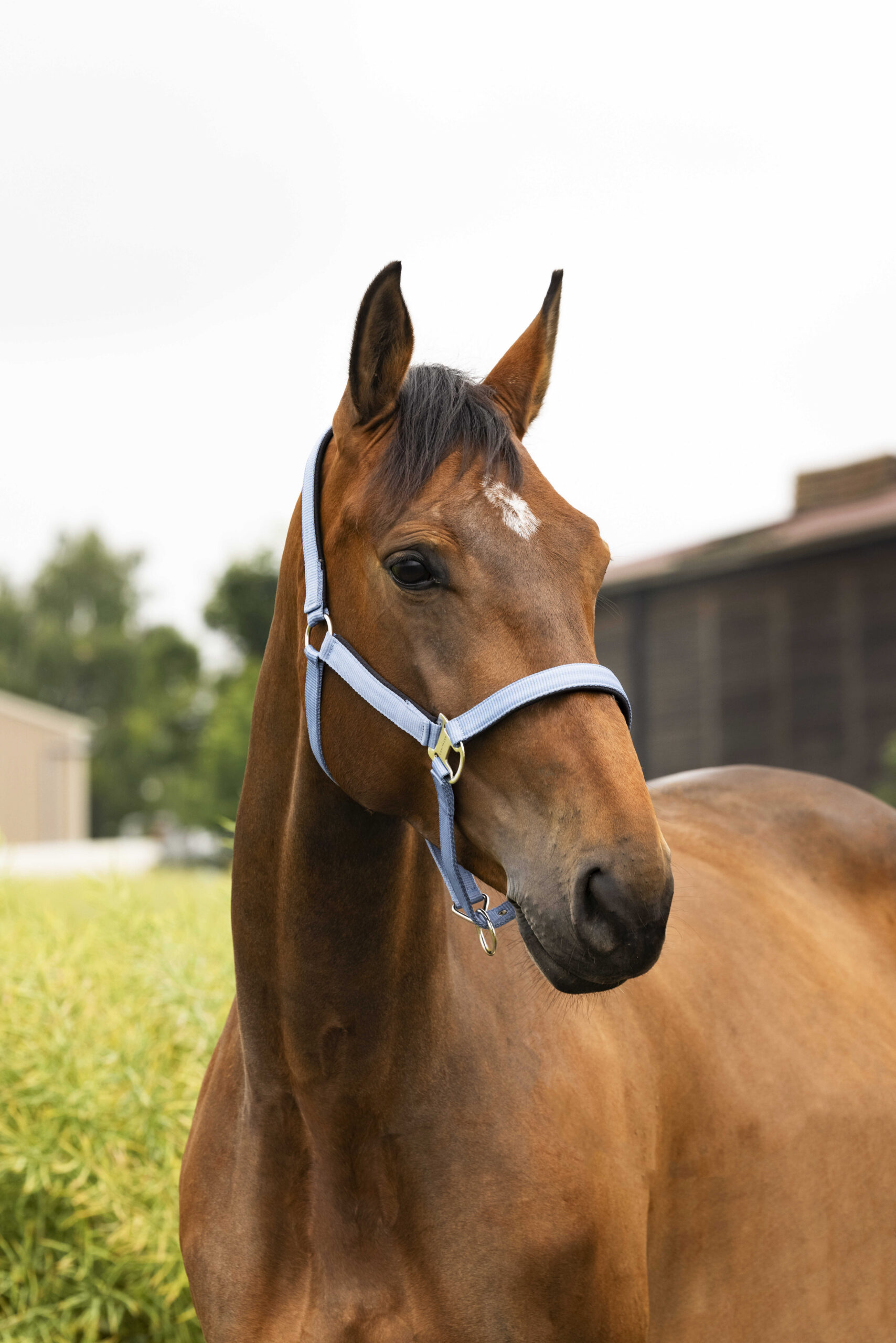EQUITHÈME halter “Air”