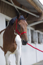 RIDING WORLD Halter + Rope - Club - Image 3