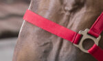 RIDING WORLD Halter + Rope - Club - Image 6
