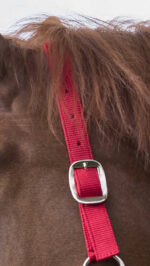 RIDING WORLD Halter + Rope - Club - Image 7
