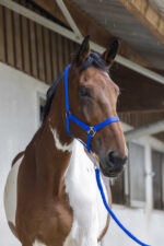 RIDING WORLD Halter + Rope - Club - Image 10
