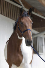 RIDING WORLD Halter + Rope - Club - Image 12