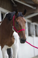RIDING WORLD Halter + Rope - Club - Image 14