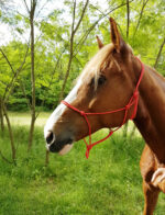 RIDING WORLD Ethological Halter Rope - Fine - Image 3