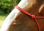 RIDING WORLD Ethological Halter Rope - Fine - Image 6