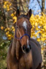 RIDING WORLD Ethological Halter Rope - Fine - Image 12