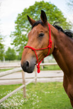 NORTON Rope Halter - First - Image 3