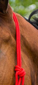 NORTON Rope Halter - First - Image 5