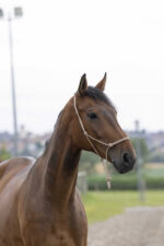 NORTON Rope Halter - First - Image 10