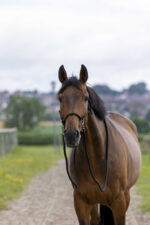 NORTON rope halter with reins - Image 5