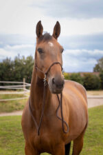 NORTON rope halter with reins - Image 8