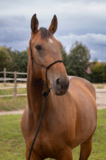 Knotenhalfter NORTON - Doux