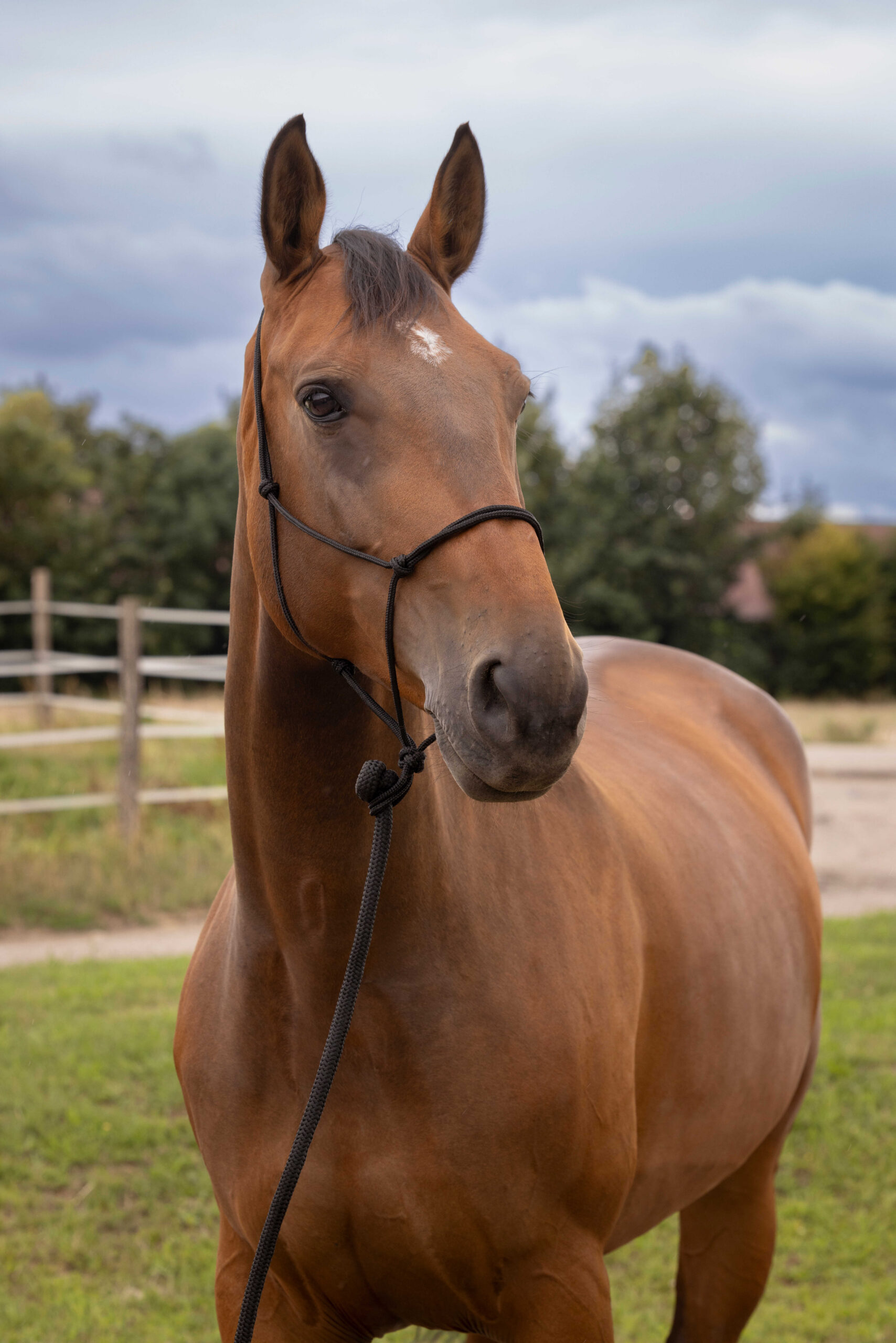 Knotenhalfter NORTON - Doux